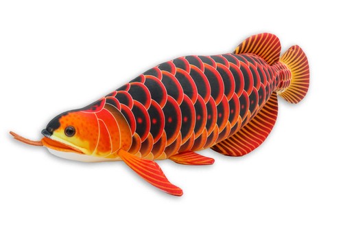 Take off asian arowana - asian, real